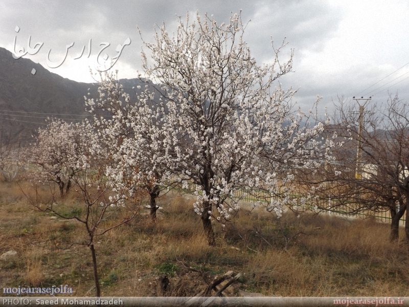 تصاویر/ شکوفه های بهاری درختان بادام نوردوز در زمستان